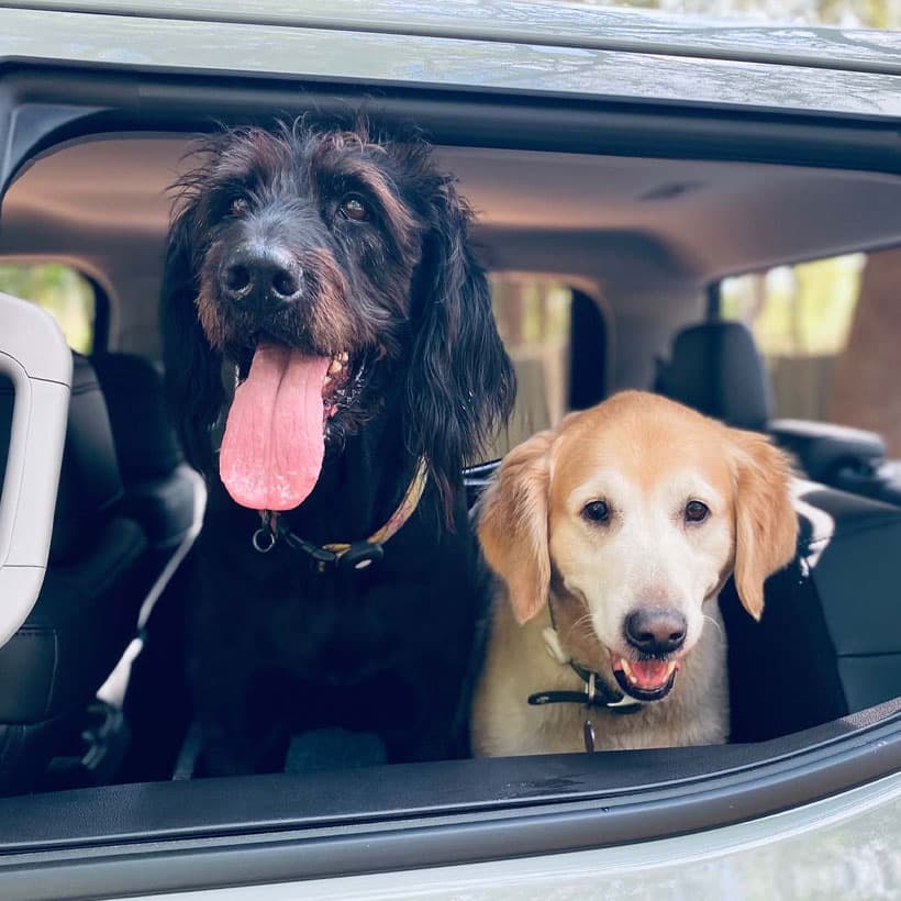 Two dogs, one black with its tongue out and one yellow, are looking out of an open car window, appearing happy and excited to go for a ride.